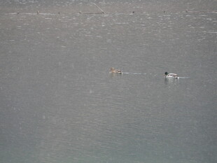水面上的几只游泳者