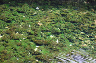 翠绿苔藓覆盖的湿润表面