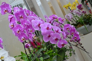 蝴蝶兰 