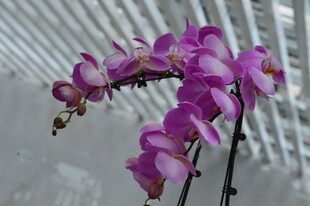 蝴蝶兰  