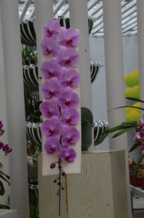 蝴蝶兰  