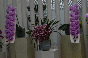 蝴蝶兰 