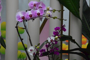 蝴蝶兰  