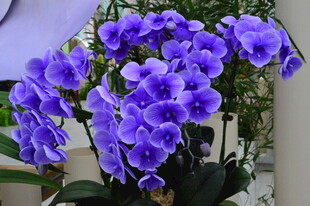 蝴蝶兰  