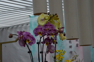 蝴蝶兰  