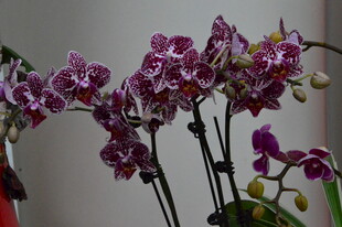 蝴蝶兰 