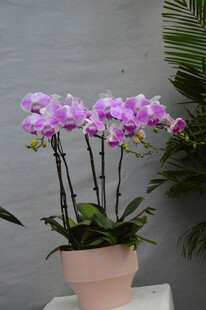 蝴蝶兰 