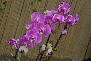 蝴蝶兰  