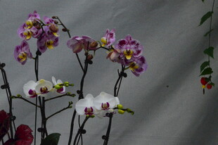 蝴蝶兰 