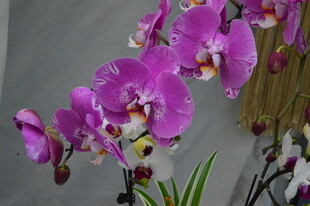 蝴蝶兰  
