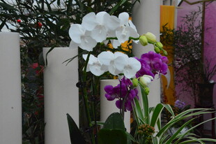 蝴蝶兰  