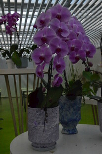 蝴蝶兰  