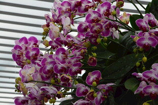 蝴蝶兰  