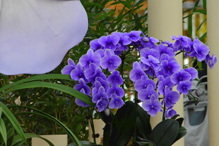 蝴蝶兰 
