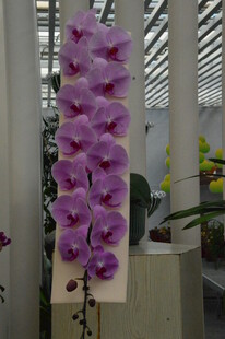 蝴蝶兰  