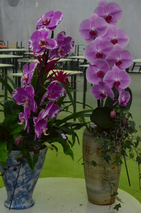 蝴蝶兰 