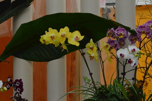 蝴蝶兰  