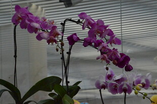 蝴蝶兰  