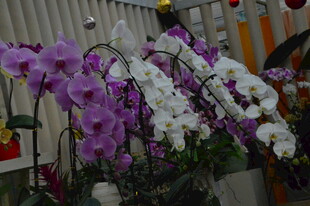 蝴蝶兰  