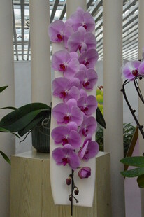 蝴蝶兰  