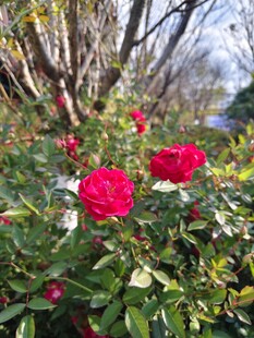 阳光下的红玫瑰