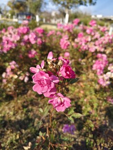 粉色繁花盛开的美丽景致