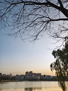 枯树与宁静湖面