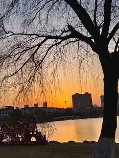 湖畔夕阳下的垂柳树景