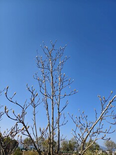 蓝天映衬下的光秃树木