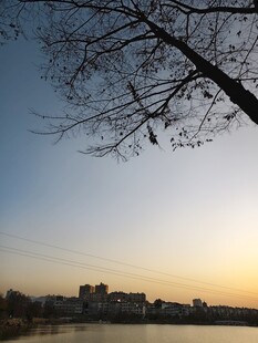 夕阳下湖畔树枝