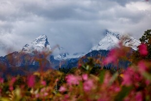 雪山下的绚烂花丛