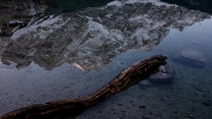 山间溪流旁的枯木与倒影