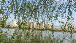 湖畔垂柳映高楼美景