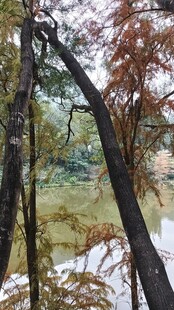 秋日林间河畔景色