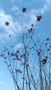 蓝天映衬下的高挑花朵