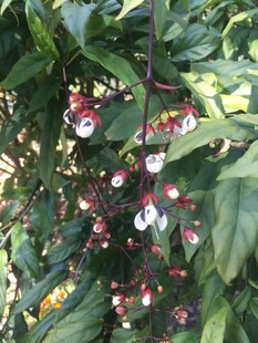 枝头红果绿叶相映成趣