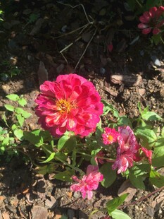 娇艳绽放的红色花卉