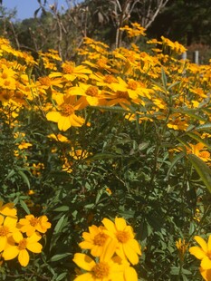 金黄灿烂的美丽花卉景观