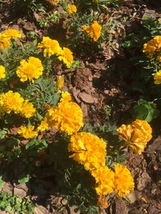 金黄灿烂的美丽万寿菊