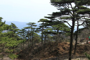 山林中的挺拔松树景观