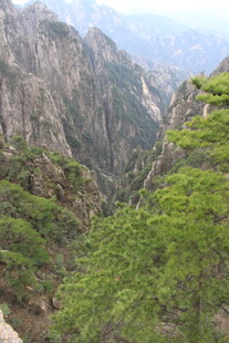 黄山奇峰间的翠绿松林