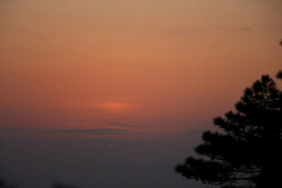 日落时分的树木剪影