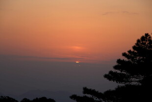 日落时分的树梢美景