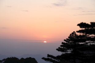 日落时分的松林美景