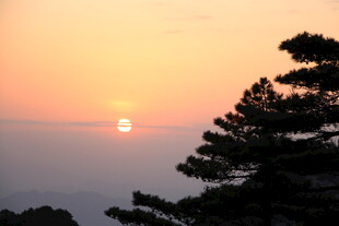 夕阳下的松树美景