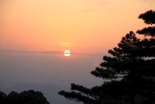 夕阳下的树梢美景