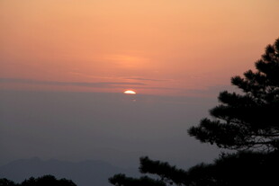 夕阳下的树梢美景