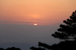 夕阳西下 树影绰约