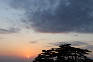 日落时分的松树与云霞