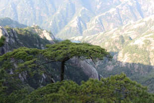 黄山奇峰上的苍松